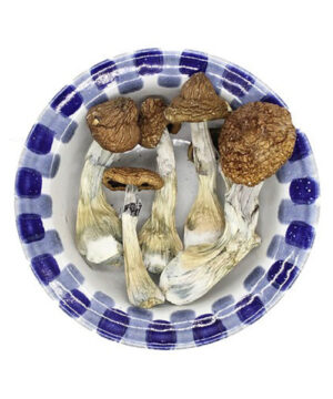 Blue Goba Magic Mushroom
