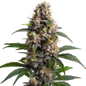 Godfather OG