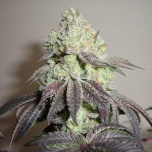 Girl Scout Cookies  Feminized